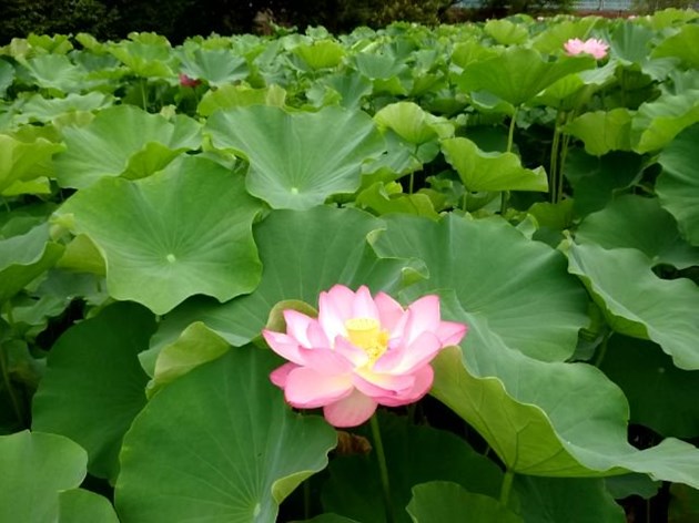 よく茂る葉が水面を覆っている