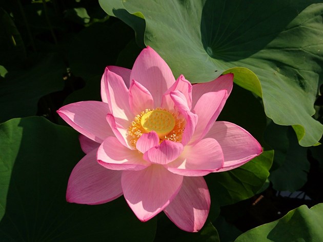 大賀博士が発掘した2000余年前の種子から発芽した、大賀ハス