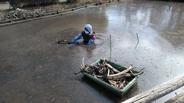 冬場に行われるハスの植え替え作業