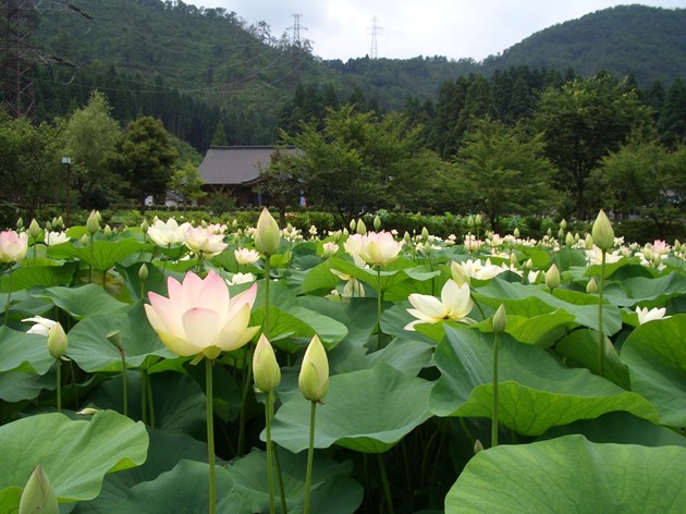 のどかで素朴な風景に囲まれた花はす公園