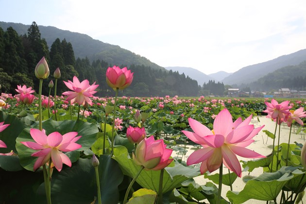 作付面積日本一の花ハス