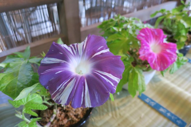 大輪アサガオの切り込み仕立て
