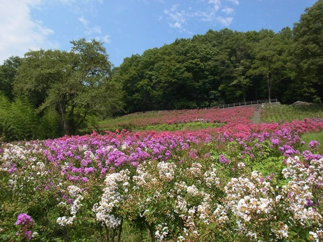 涼しげな白花も