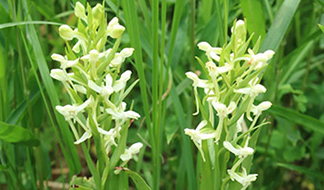 夏の野生ラン ツレサギソウ｜東アジア植物記｜読みもの｜サカタのタネ