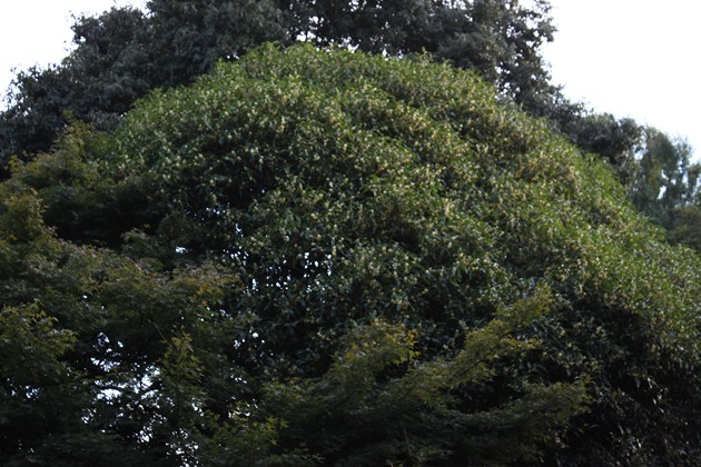 ギンモクセイも巨木に育っている