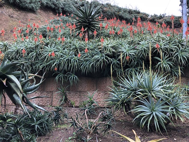 冬には建物の周辺に、開花したキダチアロエがお出迎え