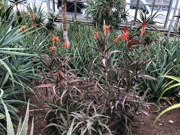 温室内はアロエの種類が多く、開花時期がそれぞれなので、一面に満開にはならない
