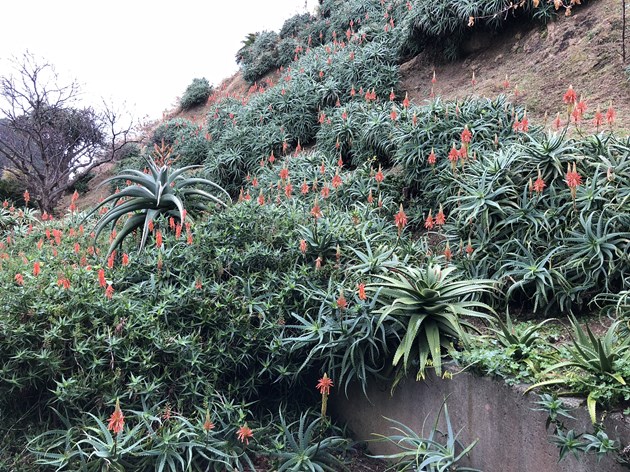 温室の外は自生地を思わせるような植生
