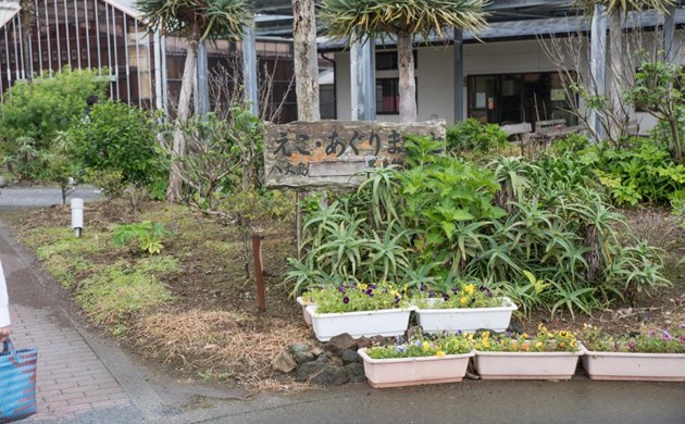 農産物直売所の庭にもアロエの大きな株が普通に生えている
