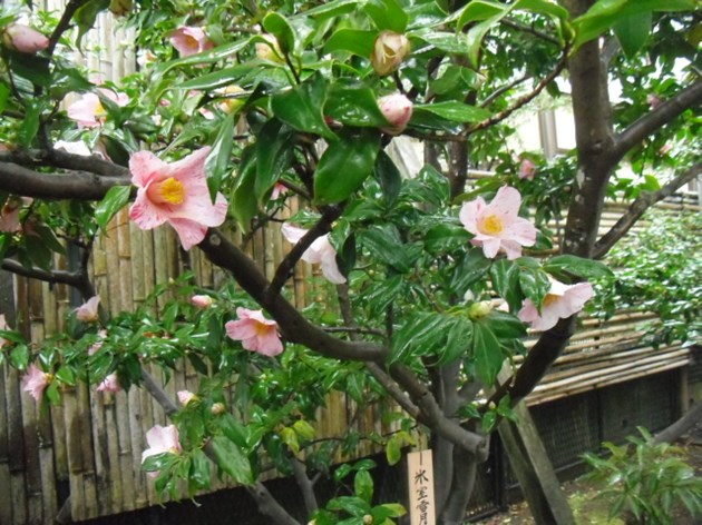 当園で名付けられた銘花「氷室雪月花」