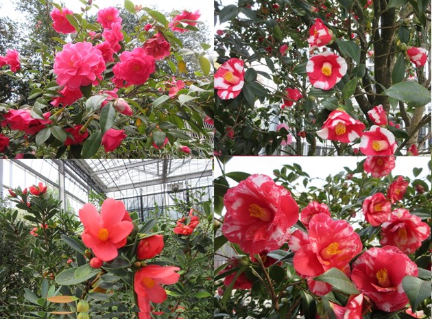 華やかな紅、紅白の絞り