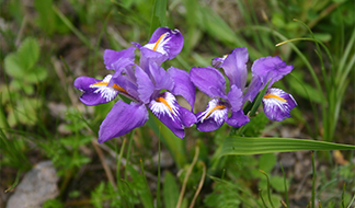スワロフスキー【いずれアヤメかカキツバタ】 スワロフスキー【いずれアヤメかカキツバタ】 スワロフスキー【いずれ