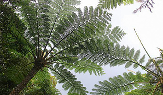 観葉植物 シダ ヒカゲヘゴ ヘゴの木 シダ苗 苔玉 - メルカリ