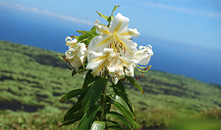 ユリの王国[その2] サクユリ｜東アジア植物記｜読みもの｜サカタのタネ