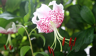 20200923_kosugi_thumb.jpg