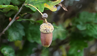 どんぐりころころ[その4] Oak（オーク）1｜東アジア植物記｜読みもの