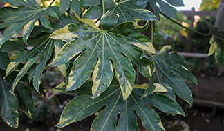 ヤツデのススメ[後編]｜東アジア植物記｜読みもの｜サカタのタネ 家庭