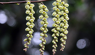 キブシ属キブシ｜東アジア植物記｜読みもの｜サカタのタネ 家庭菜園
