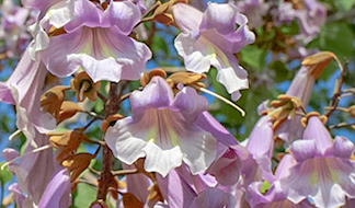 桐（キリ）｜東アジア植物記｜読みもの｜サカタのタネ 家庭菜園・園芸