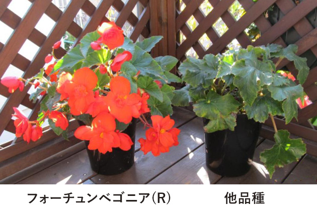 11月下旬「フォーチュンベゴニア」はまだ開花の盛りですが、他の品種は11月の早々に開花しなくなります。