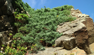 TK　ビャクシン ビャクシン類 Juniperus その2