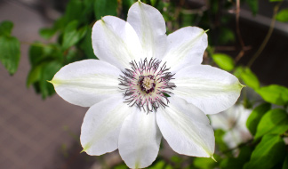 センニンソウ属[その5] カザグルマなど｜東アジア植物記｜読みもの