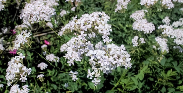 ムシトリナデシコ（シレネ アルメリア）の白花