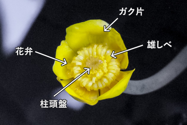 コウホネの花