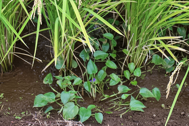 イネ科植物のそばに生えるコナギ