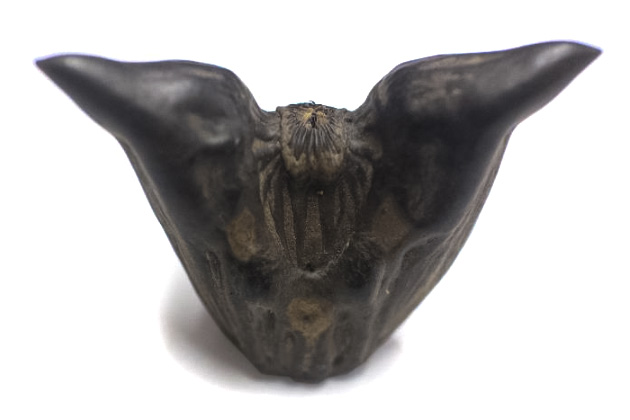 Devil pod