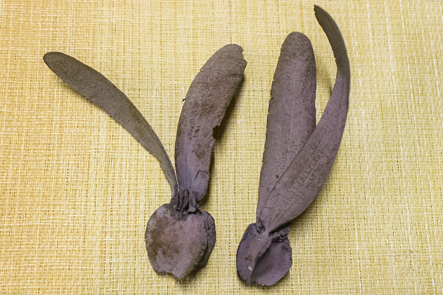 ディプテロカルプス アラタス