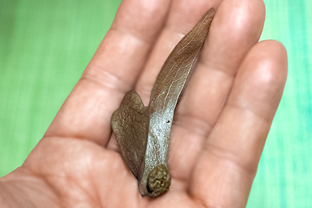プテロシンビウム ティンクトリウム