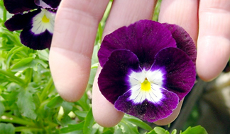 アンティーク　チョコレート型　ベルギー　フランス　花　パンジー パンジーの来た道[その3]｜東アジア植物記｜読みもの｜サカタのタネ