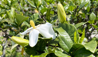 アカネ科[前編] クチナシ｜東アジア植物記｜読みもの｜サカタのタネ