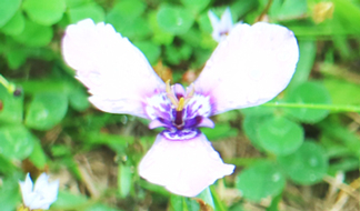 外来の春咲き小球根植物[その4] チリアヤメとミツカドネギ｜東アジア