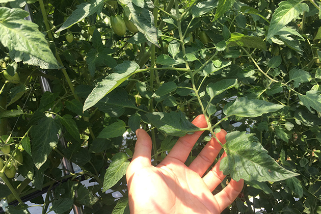トマトの茂った茎葉は直射日光を和らげ、気化熱で周囲を冷やす役割を果たす