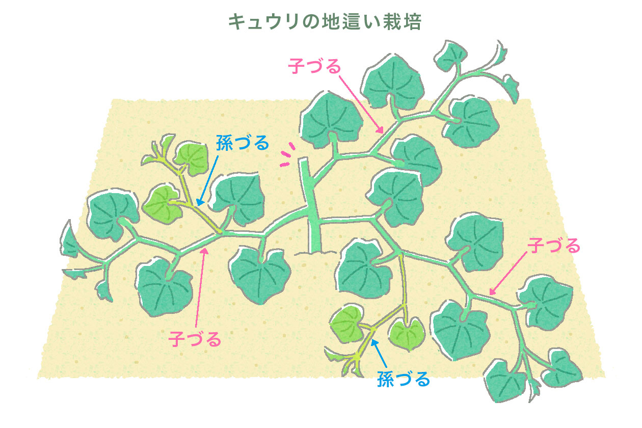 キュウリは茎が細く葉が大きいため風に弱い。親づるを3～5節で摘芯し、子づるを3～4本四方に広げる