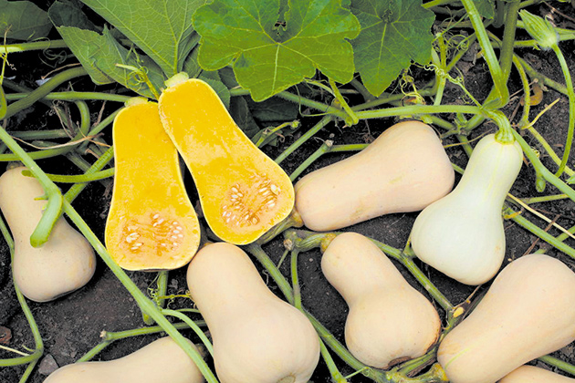 暑さに強い日本カボチャ由来の「食べきりバターナッツ」（サカタのタネ）