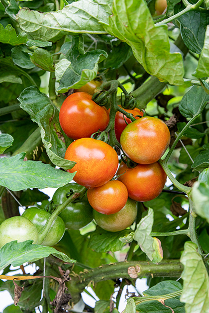 多湿は苦手でも夏の強い光はトマトにとって好ましい