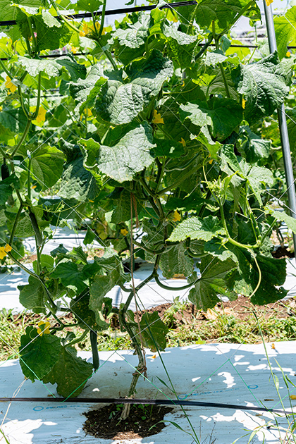キュウリはインド（ヒマラヤ）原産で水を好む。ほかの東南アジア原産の野菜に比べると暑さにはやや弱い