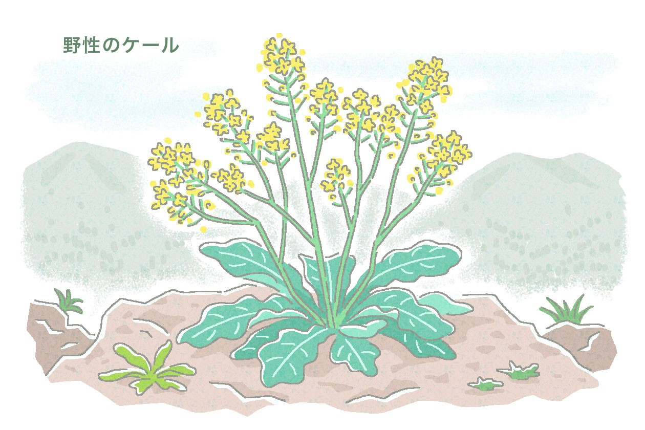 野生のケールは群生せずに少数個体で育つ