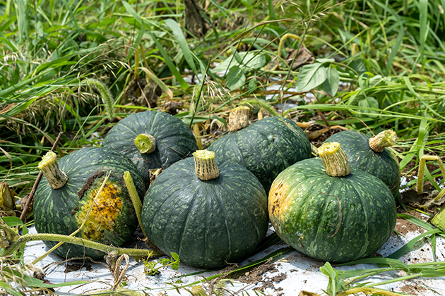 完熟果を収穫する野菜は難易度が高い