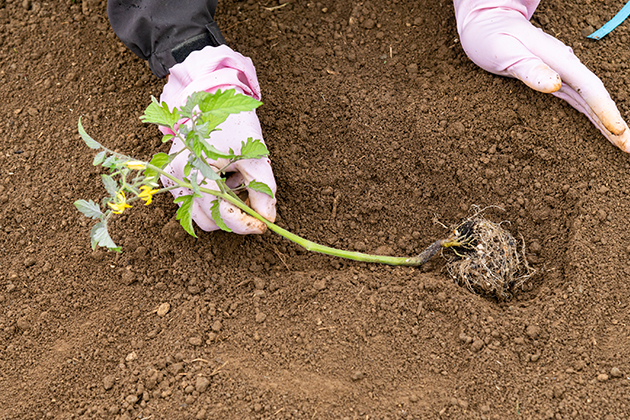 「寝かせ植え」のポイントは茎から根を増やすこと。葉を地中に埋めると生育障害の原因になるので注意する