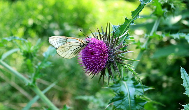 青花 葉形 三足 筆洗 匙付(A887) 20250610_kosugi_thumb.jpg