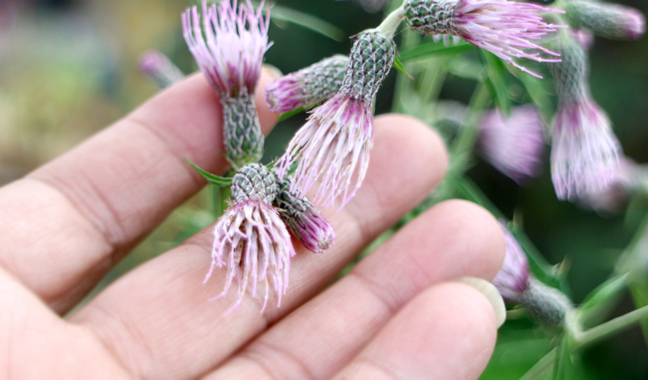 山には山の（アザミ属）［その4］｜東アジア植物記｜読みもの｜サカタ