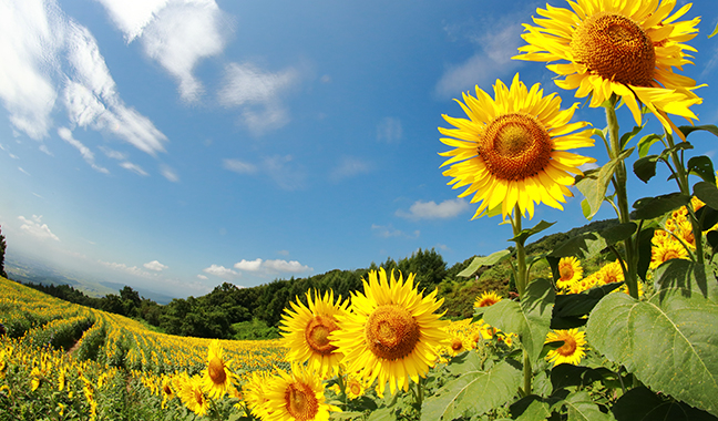 イギリス　グリーティングカード　立体　3D ヒマワリ ネコ　ひまわり畑 イギリス グリーティングカード 立体 3D ヒマワリ ネコ ひまわり畑