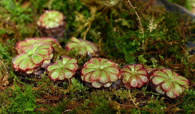 食虫植物｜季節の花めぐり｜読みもの｜サカタのタネ 家庭菜園・園芸