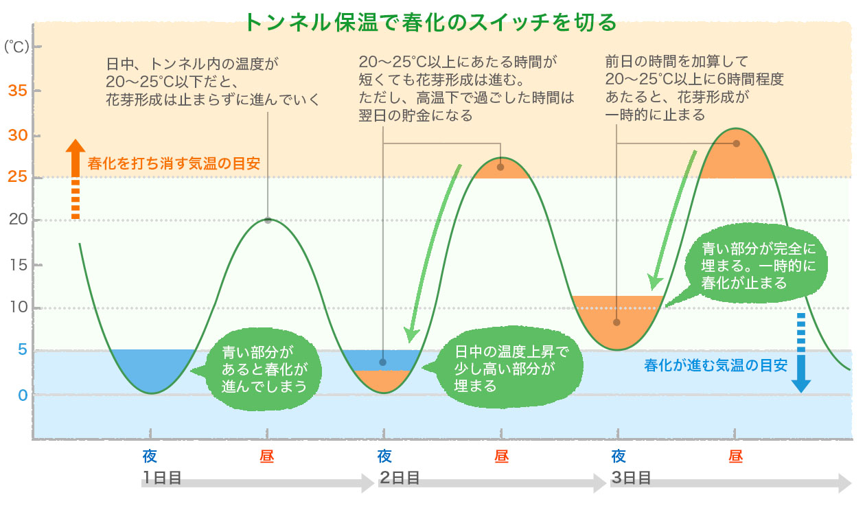 トンネル保温で春化のスイッチを切る