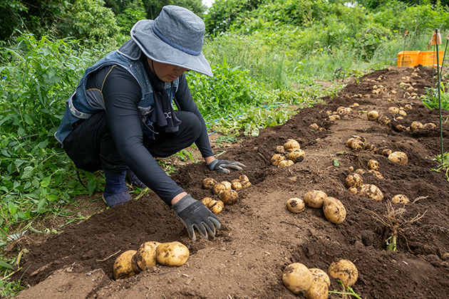 「雨水」は春どりのジャガイモを植える絶好のタイミング