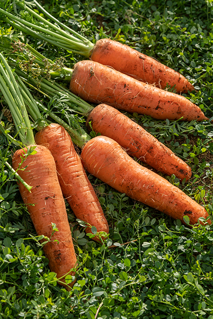 “生物暦”をヒントに、二十四節気を使いこなして作業のタイミングを調整する